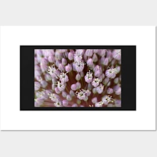 Allium ampeloprasum  &#39;Elephant&#39;  Elephant garlic flowers Posters and Art